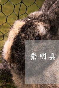 崇明县债务诉讼纠纷律师费用 崇明县债务诉讼纠纷律师费用