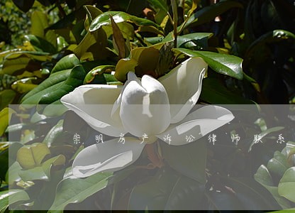 崇明房产诉讼律师联系方式 崇明房产诉讼律师联系方式