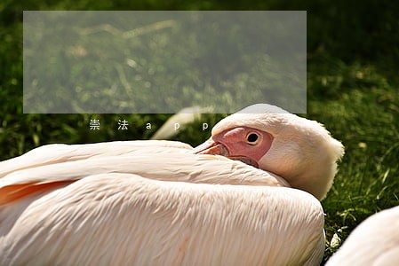 崇法app