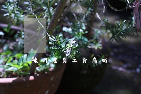 嵊州雇员工资高吗