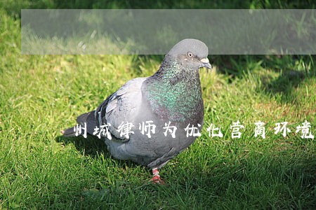 州城律师为优化营商环境建言献策 州城律师为优化营商环境建言献策