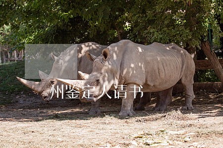 州鉴定人请书