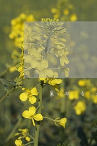 巢湖专业房产税征收纠纷律师 巢湖专业房产税征收纠纷律师