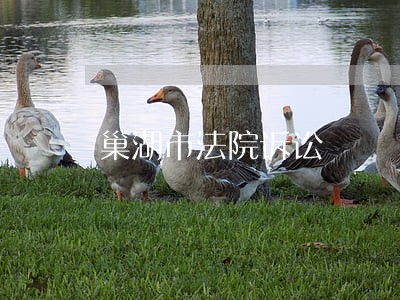 巢湖市法院诉讼