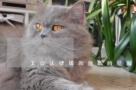 工会法律援助包括的范围 工会法律援助包括的范围