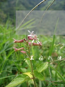 工伤找律师处理要多少钱 工伤找律师处理要多少钱
