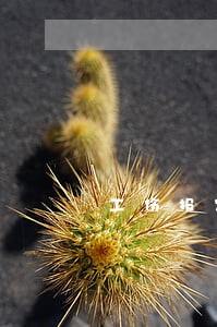 工伤报农合了违法吗 工伤报农合了违法吗