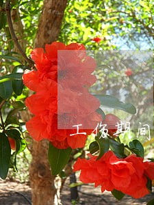 工伤期间卡逾期