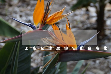 工伤法律咨询公司在哪里 工伤法律咨询公司在哪里