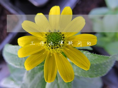工伤法律顾问的 工伤法律顾问的