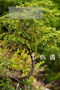 工伤请律师会更快还是慢 工伤请律师会更快还是慢