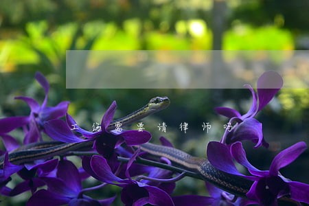工伤需要请律师吗 工伤需要请律师吗