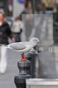 工作信用卡逾期会影响征信吗 工作信用卡逾期会影响征信吗