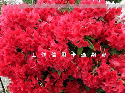 工作信用卡逾期费 工作信用卡逾期费
