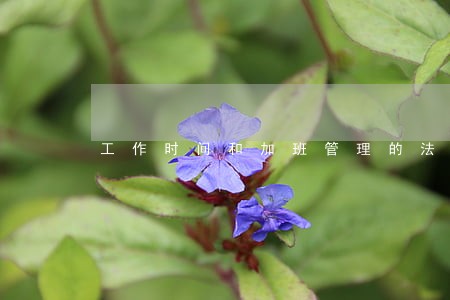 工作时间和加班管理的法律