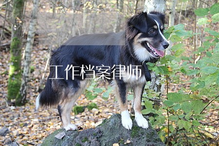 工作档案律师 工作档案律师