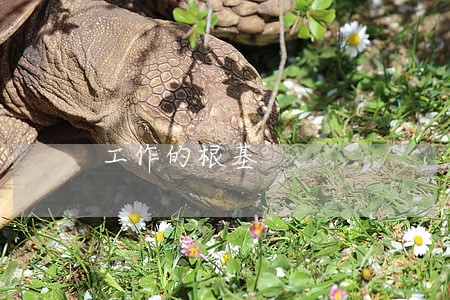 工作的根基