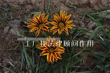 工厂找法律顾问作用 工厂找法律顾问作用