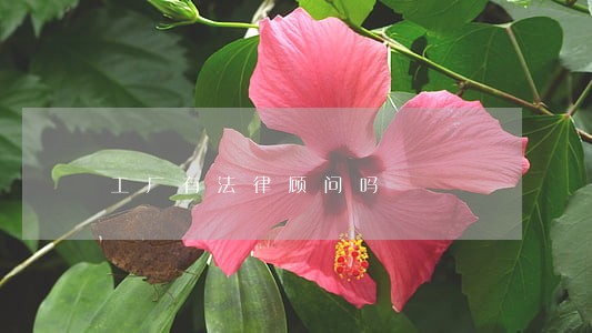 工厂有法律顾问吗 工厂有法律顾问吗
