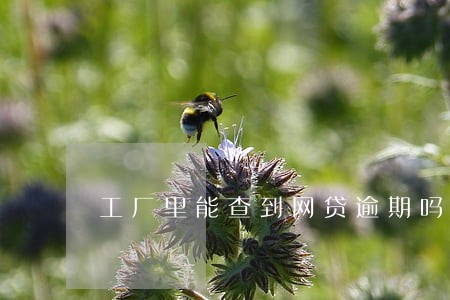 工厂里能查到网贷逾期吗 工厂里能查到网贷逾期吗