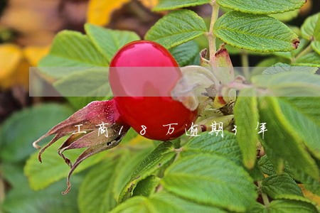工商18万逾期3年 工商18万逾期3年