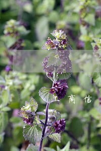 工商信用卡逾期3天上征信吗 工商信用卡逾期3天上征信吗