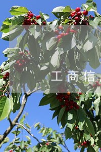 工商信用卡逾期5天内