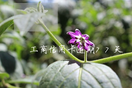 工商信用卡逾期77天 工商信用卡逾期77天
