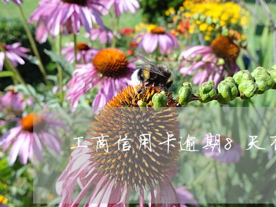 工商信用卡逾期8天有事吗 工商信用卡逾期8天有事吗