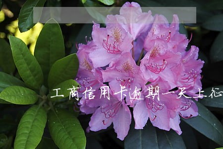 工商信用卡逾期一天上征信 工商信用卡逾期一天上征信