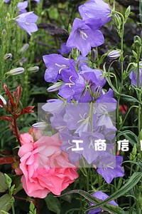 工商信用卡逾期七天没事不