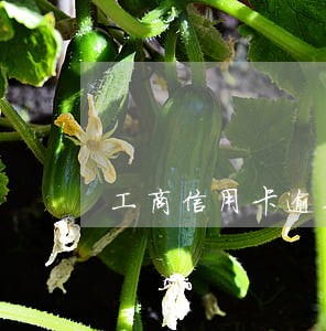 工商信用卡逾期三天会 工商信用卡逾期三天会