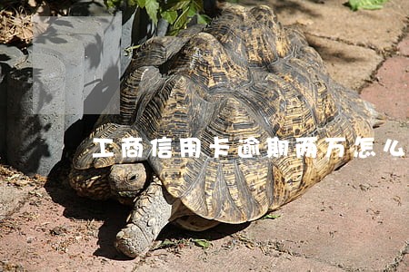 工商信用卡逾期两万怎么处理 工商信用卡逾期两万怎么处理