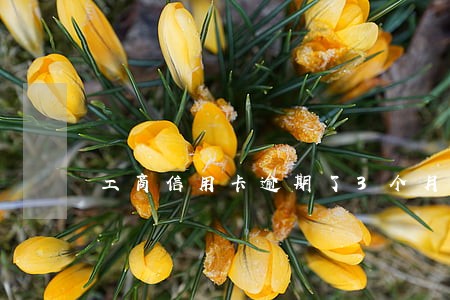工商信用卡逾期了3个月上海 工商信用卡逾期了3个月上海