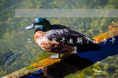 工商信用卡逾期了被停卡咋办 工商信用卡逾期了被停卡咋办
