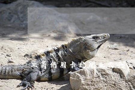 工商信用卡逾期五天会上征信吗 工商信用卡逾期五天会上征信吗