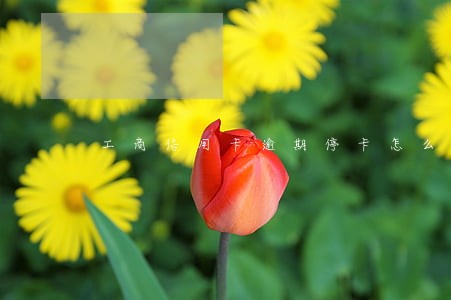 工商信用卡逾期停卡怎么办