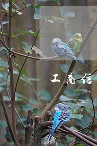 工商信用卡逾期储蓄卡被锁 工商信用卡逾期储蓄卡被锁