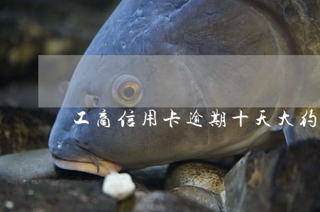 工商信用卡逾期十天大约还多少钱 工商信用卡逾期十天大约还多少钱