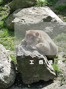 工商信用卡逾期叫去银行协商