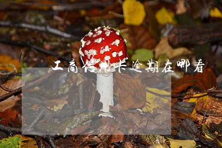 工商信用卡逾期在哪看 工商信用卡逾期在哪看
