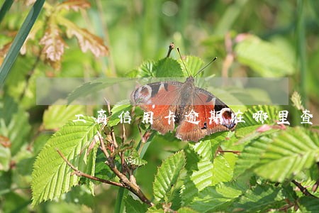 工商信用卡逾期在哪里查询 工商信用卡逾期在哪里查询
