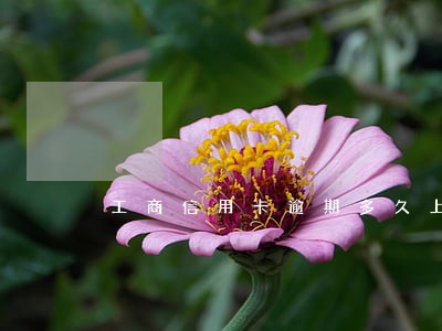 工商信用卡逾期多久上报征信 工商信用卡逾期多久上报征信