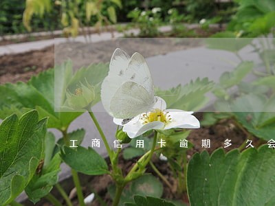 工商信用卡逾期多久会被封卡 工商信用卡逾期多久会被封卡