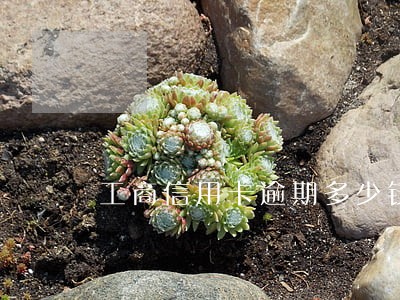 工商信用卡逾期多少钱立案 工商信用卡逾期多少钱立案