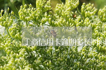 工商信用卡逾期多长时间解冻 工商信用卡逾期多长时间解冻
