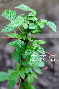 工商信用卡逾期审核 工商信用卡逾期审核