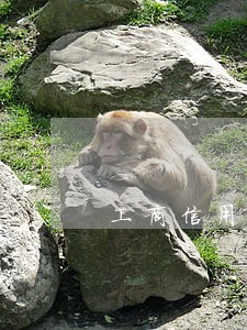 工商信用卡逾期工资卡会扣么 工商信用卡逾期工资卡会扣么