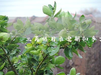 工商信用卡逾期扣多少钱 工商信用卡逾期扣多少钱