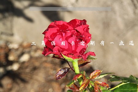 工商信用卡逾期有一点还一点
